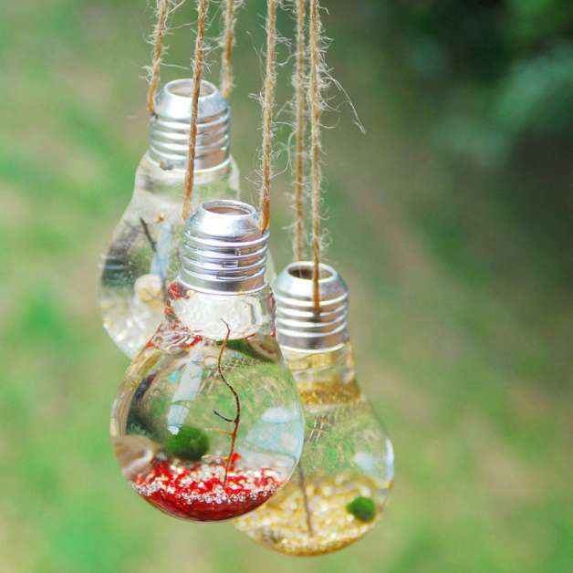 http://myamazingthings.com/wp-content/uploads/2016/11/original_light-bulb-hanging-marimo-moss-ball-terrariums.jpg